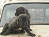 Собаки, щенки Мастино неаполетано, цена 7000 Грн., Фото