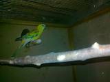 Папуги й птахи Канарки, Фото