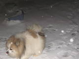 Собаки, щенята Малий шпіц, ціна 2000 Грн., Фото