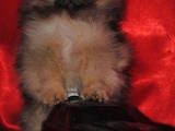 Собаки, щенята Малий шпіц, ціна 5000 Грн., Фото