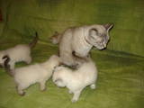 Кошки, котята Тайская, цена 1000 Грн., Фото