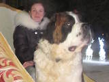 Собаки, щенята Сенбернар, ціна 5000 Грн., Фото