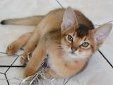 Кішки, кошенята Абіссінська, ціна 4100 Грн., Фото