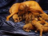 Собаки, щенята Родезійського ріджбек, ціна 4000 Грн., Фото