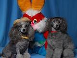 Собаки, щенята Той-пудель, ціна 2 Грн., Фото