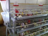 Птицеводство Оборудование для птичьих ферм, цена 3632 Грн., Фото