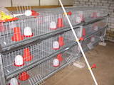 Птицеводство Оборудование для птичьих ферм, цена 3632 Грн., Фото
