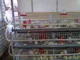 Птахівництво Обладнання для пташиних ферм, ціна 3632 Грн., Фото