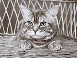 Кошки, котята Спаривание, цена 400 Грн., Фото