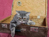 Кошки, котята Спаривание, цена 400 Грн., Фото