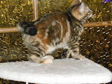 Кішки, кошенята Курильський бобтейл, ціна 10 Грн., Фото