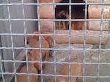 Собаки, щенки Бульмастиф, цена 3000 Грн., Фото