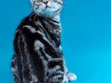 Кошки, котята Американская короткошерстная, цена 8000 Грн., Фото