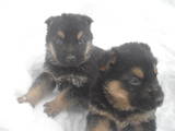 Собаки, щенки Австралийская овчарка, цена 900 Грн., Фото