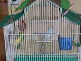 Папуги й птахи Клітки та аксесуари, ціна 70 Грн., Фото