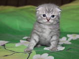 Кішки, кошенята Highland Fold, ціна 800 Грн., Фото