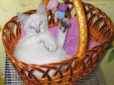 Кішки, кошенята Тайська, ціна 888 Грн., Фото