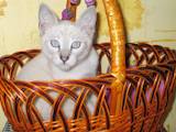 Кошки, котята Тайская, цена 888 Грн., Фото