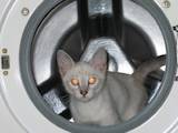 Кішки, кошенята Тайська, ціна 888 Грн., Фото