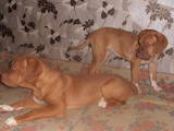 Собаки, щенята Бордоський дог, ціна 4500 Грн., Фото