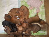 Собаки, щенята Гладкошерста такса, ціна 650 Грн., Фото
