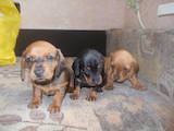 Собаки, щенки Гладкошерстная такса, цена 650 Грн., Фото