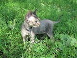 Кішки, кошенята Девон-рекс, Фото
