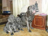 Собаки, щенята Мастіно неаполетано, ціна 8000 Грн., Фото