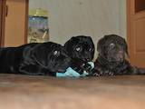 Собаки, щенки Мастино неаполетано, цена 2000 Грн., Фото