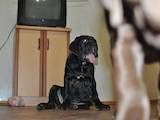 Собаки, щенята Мастіно неаполетано, ціна 2000 Грн., Фото