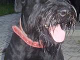 Собаки, щенята Різеншнауцер, ціна 10 Грн., Фото
