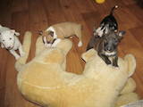 Собаки, щенята Мініатюрний бультер'єр, ціна 8000 Грн., Фото