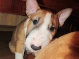 Собаки, щенята Мініатюрний бультер'єр, ціна 8000 Грн., Фото