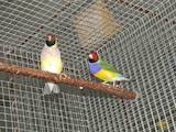 Папуги й птахи Канарки, ціна 10 Грн., Фото