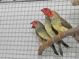 Попугаи и птицы Канарейки, цена 10 Грн., Фото