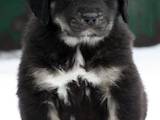 Собаки, щенки Тибетский мастиф, цена 11110 Грн., Фото