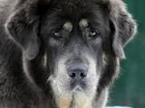 Собаки, щенята Тибетський мастиф, ціна 11110 Грн., Фото