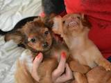 Собаки, щенки Русский длинношерстный тойтерьер, цена 7000 Грн., Фото