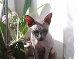 Кішки, кошенята Донський сфінкс, Фото