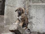 Собаки, щенята Безпорідна, ціна 1 Грн., Фото