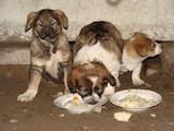 Собаки, щенки Беспородная, цена 1 Грн., Фото