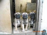 Собаки, щенята Бульмастиф, ціна 1200 Грн., Фото