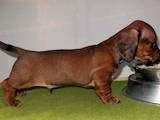 Собаки, щенята Гладкошерста мініатюрна такса, ціна 3500 Грн., Фото
