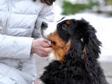 Собаки, щенки Большой Швейцарский зенненхунд, цена 3200 Грн., Фото