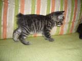 Кошки, котята Курильский бобтейл, цена 2000 Грн., Фото