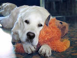 Собаки, щенки Золотистый ретривер, цена 4500 Грн., Фото