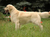 Собаки, щенята Золотистий ретрівер, ціна 4500 Грн., Фото