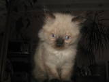 Кішки, кошенята Балінез, ціна 600 Грн., Фото