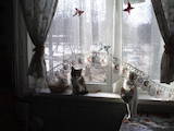 Кішки, кошенята Турецька Ангора, Фото