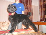 Собаки, щенки Черный терьер, цена 3000 Грн., Фото